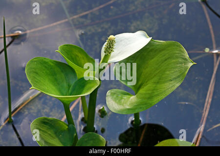 Moor Arum, wilde Calla (Calla Palustris), blühen, Deutschland Stockfoto