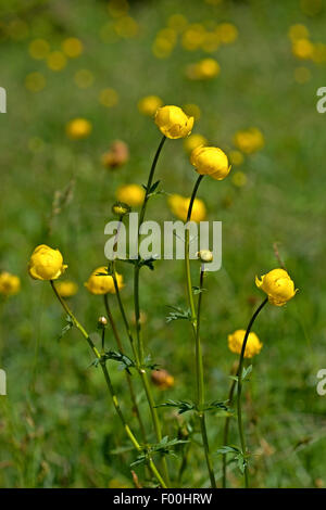 Globeflower (Trollblume Europaeus), blühen, Deutschland Stockfoto