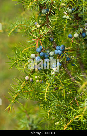 Gemeine Wacholder, Boden Wacholder (Juniperus Communis), Zweig mit Beeren, Deutschland Stockfoto