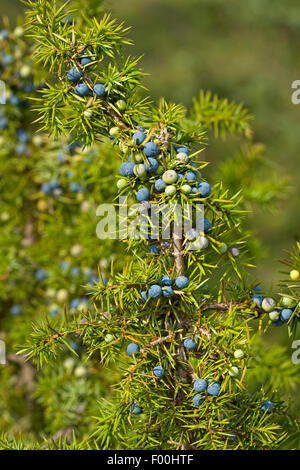 Gemeine Wacholder, Boden Wacholder (Juniperus Communis), Zweig mit Beeren, Deutschland Stockfoto