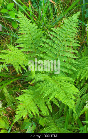 Lady Farn, gemeinsame Dame-Farn (entstanden Filix-Femina), Deutschland Stockfoto