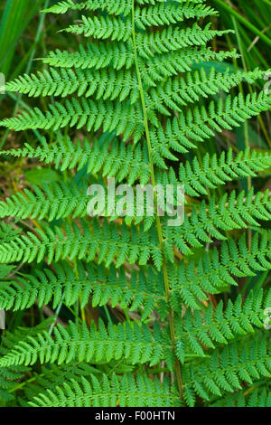 Lady Farn, gemeinsame Dame-Farn (entstanden Filix-Femina), Wedel, Deutschland Stockfoto