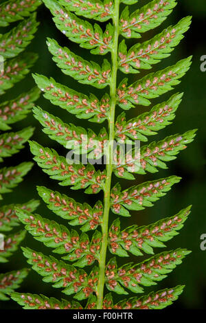 Lady Farn, gemeinsame Dame-Farn (entstanden Filix-Femina), Wedel mit Sporangien, Deutschland Stockfoto