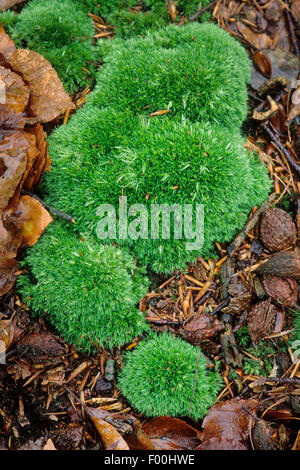 Weiße Kissen Moos, Nadelkissen Moos, große weiße Moos (Leucobryum Glaucum), auf den Wald, Boden, Deutschland Stockfoto