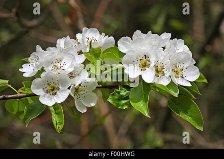 Europäische Wildbirne Wildbirne (Pyrus Pyraster), blühenden Zweig, Deutschland Stockfoto