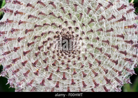 Wollige Distel (Blütenstandsboden Eriophorus, Cnicus Eriophorus), Blütenstand im Keim zu ersticken, Deutschland Stockfoto