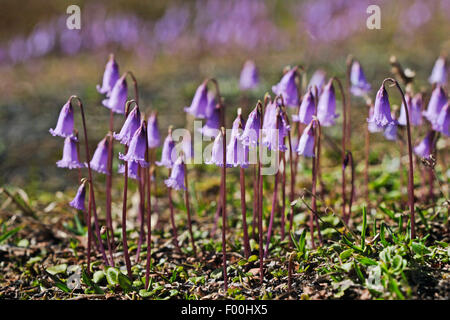 Zwerg Soldanella, Zwerg Snowbell Blume (Soldanella Pusilla, Soldanella Alpicola), blühen, Deutschland Stockfoto