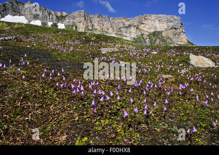 Zwerg Soldanella, Zwerg Snowbell Blume (Soldanella Pusilla, Soldanella Alpicola), blühen in einer Bergwiese, Deutschland Stockfoto