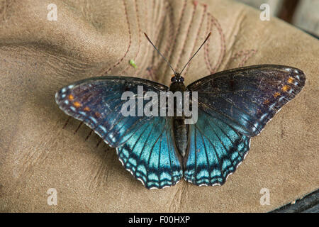 Red-spotted lila (Limenitis Arthemis Astyanax), saugt die Mineralien aus einem Leder Stiefel, USA, Tennessee, Great Smoky Mountains National Park Stockfoto