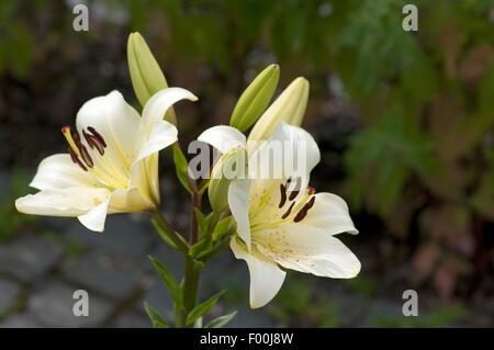 Madonnen-Lilie, Lilium, Candidum, Stockfoto