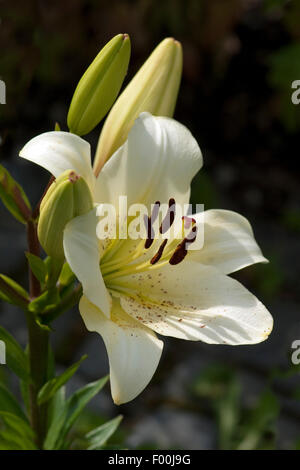 Madonnen-Lilie, Lilium, Candidum, Stockfoto