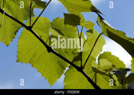 Weinblatt; Weisser Wein; Heilpflanze; Nutzpflanze; Kulturpflanze; Vitis Vinifera; Stockfoto