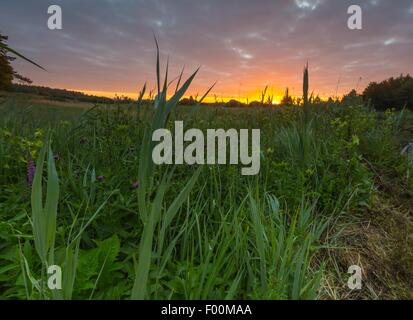 Schönen Sonnenaufgang über dem nebligen Wiese. Bewölkter Himmel mit vielen Farben über morgen Wiese im Sommer. Stockfoto