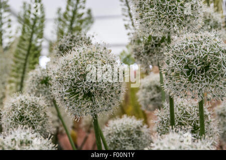 Allium Mount everest Stockfoto