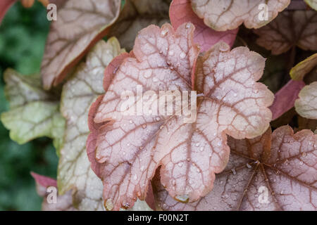 Nahaufnahme von den Blättern der Pflanze Heucherella Kupfer Kaskade Stockfoto