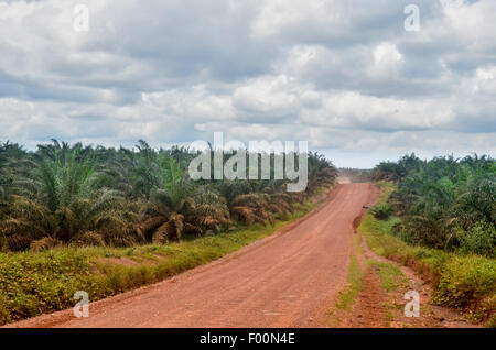 Feldweg in der ghanaischen Landschaft durchqueren einer Palmöl-Plantage Stockfoto