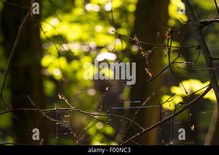 Saiten von einem Spinnennetz auf der Rückseite Licht im Wald. Sommer Wald detail Stockfoto