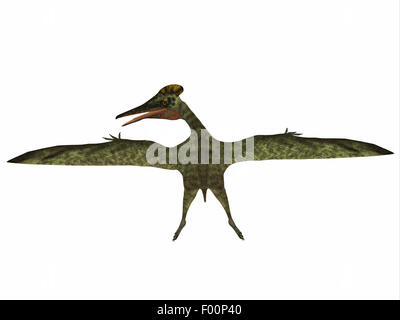 Pterodactylus war ein fliegenden fleischfressende Reptil, das in der Jurassic Zeitraum Bayern gelebt. Stockfoto