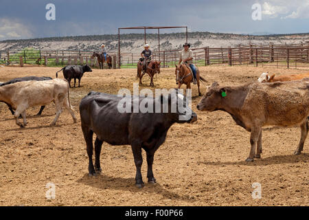 Vieh Viehhof - Utah Stockfoto