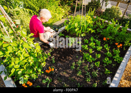 Eine Frau, die tendenziell Gemüsesorten ein Hochbeet in einem Garten in Ambleside, Cumbria, UK. Stockfoto