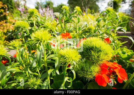 Geranien Blumen und Sweet William, Dianthus Barbatus, grün Stich in einem Garten in Clitheroe, Lancashire, UK. Stockfoto