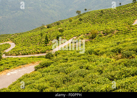 Tee Garten Darjeeling mit Nebel Würfeln mit Textfreiraum Stockfoto