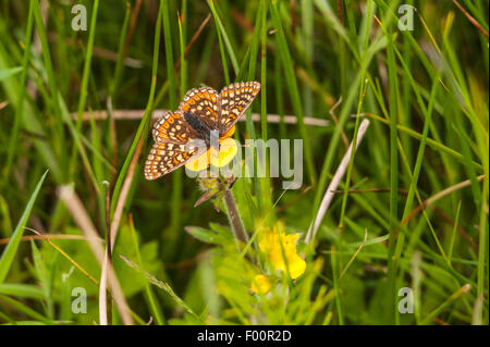 Ein Sumpf Fritillary, Etikett Aurinia, Fütterung aus einem Hahnenfuß, Ranunculus Stockfoto