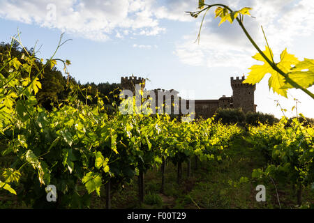 Sonnenuntergang auf der Burg, üppige grüne Weinreben mit einem goldenen Ton als die Sonnenuntergänge hinter dem Horizont Stockfoto