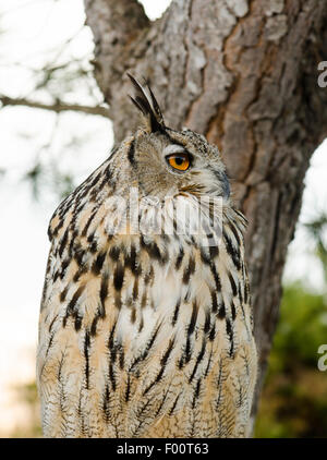 Eurasische Adler-Eule, Bubo Bubo, Porträt in Gefangenschaft, während die Falknerei Show, Spanien. Stockfoto