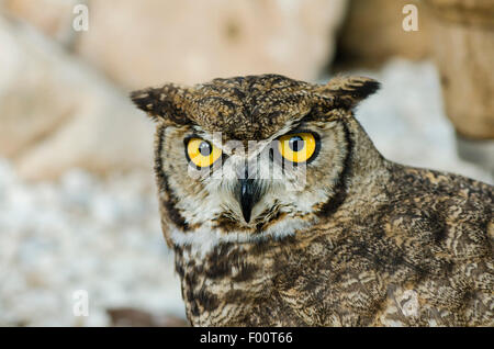 Amerikanische große gehörnte Eule, Bubo Virginianus, Tiger Eule bei Falknerei Show in Bergen, Benalmadena, Spanien. Stockfoto