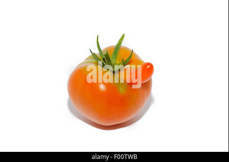 Neugierig Tomate mit Anhängsel in Form von einer langen Nase auf weiß. Stockfoto