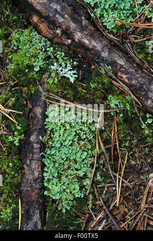 Moose und Flechten im Wald. Hintergrund hautnah. Stockfoto