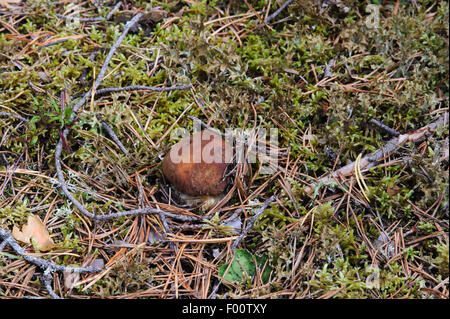 Kleine kaum sichtbare Steinpilzen, der aus dem Moos wuchs. Stockfoto