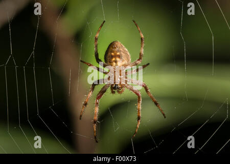 Unterseite einer Orb-weben Spinne. Stockfoto