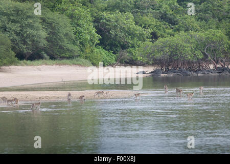 Truppe von Krabben essen Makaken Nahrungssuche entlang der Küste in Java, Indonesien. Stockfoto