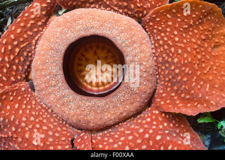 Rafflesia Arnoldii auf Sumatra, die größte Blume der Welt. Stockfoto