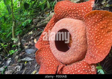 Rafflesia Arnoldii auf Sumatra, die größte Blume der Welt. Stockfoto