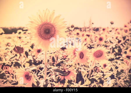 Retro Sepia getönten Natur Hintergrund gemacht von Sonnenblumen. Stockfoto