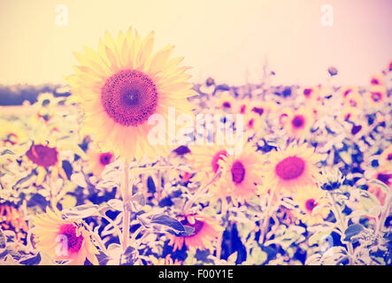 Vintage getönten Sonnenblumen, Natur Hintergrund. Stockfoto