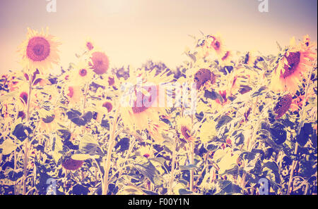 Retro Vintage getönten Natur Hintergrund gemacht von Sonnenblumen. Stockfoto