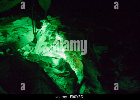 Grüne biolumineszente Pilze auf dem Boden des Regenwaldes. Stockfoto