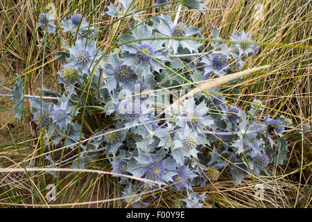 Meer-Holly Eryngium Maritimum Pflanze auf Dünen am Strand Prestatyn Sssi Warren Nord wales uk Stockfoto