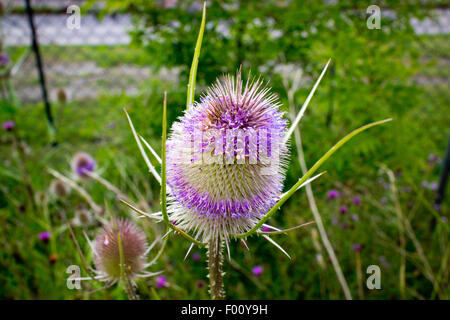 Karde Dipsacus Fullonum Pflanze wächst in Nord Wales uk Stockfoto