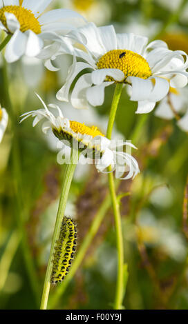 Die sechs-Spot Burnet Raupe klettern den Stamm von einem Ochsen-Auge-daisy Stockfoto