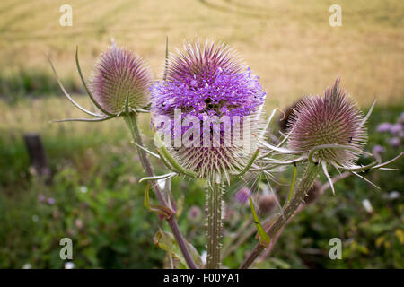 Karde Dipsacus Fullonum Pflanze wächst in Nord Wales uk Stockfoto