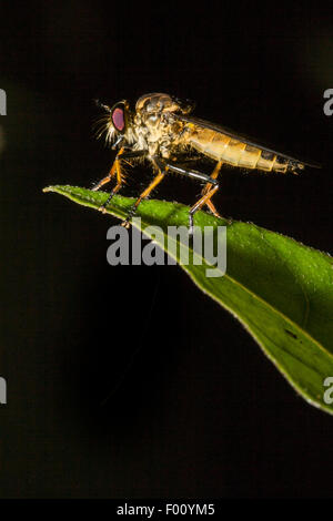 Robber Fly (Familie Asilidae) thront auf einem Blatt. Stockfoto