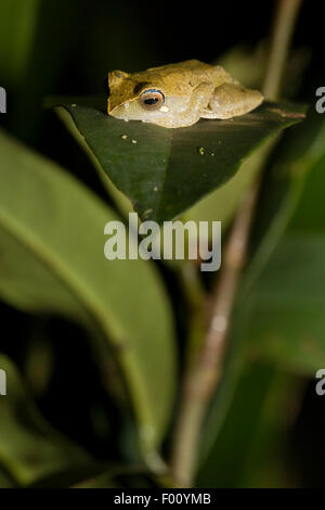 Maskierte Treefrog (Rhacophorus Angulirostris) thront auf einem Blatt in der Nacht. Stockfoto