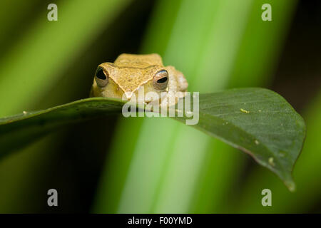 Maskierte Treefrog (Rhacophorus Angulirostris) thront auf einem Blatt in der Nacht. Stockfoto