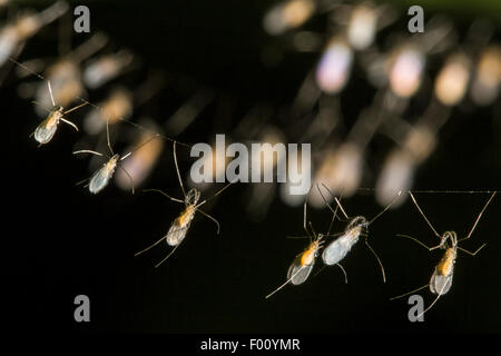 Eine Gruppe von Gall Mücken (Familie Cecidomyiidae) Klammern sich an ein Spinnennetz. Stockfoto