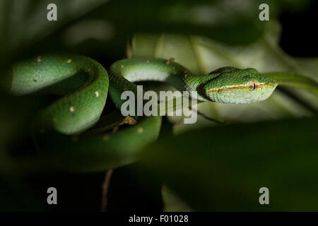 Wagler Grubenotter (Tropidolaemus Wagleri). Stockfoto